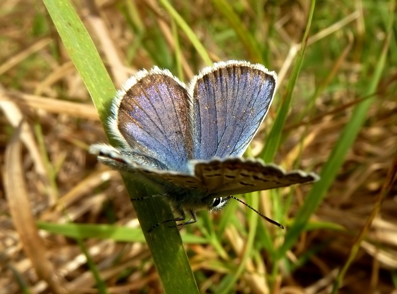 aiuto per un Plebejus